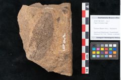 Foto (Objekt + Etikett) von Fagus ninnisiana Unger (NHMW-GEO-2024-0188-10201)